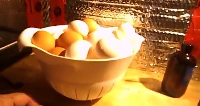 Egg-cellent Salvage: Turning Dumpster Finds into Delicious Meals!