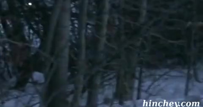 Into the Unknown: A Silent Encounter