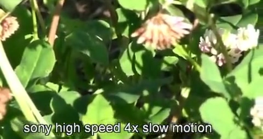 Buzzing Hope: Embracing Nature’s Pollinators