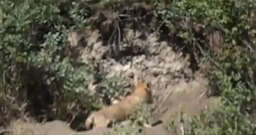 Discovering a Shy Fox Cub in Its Natural Habitat