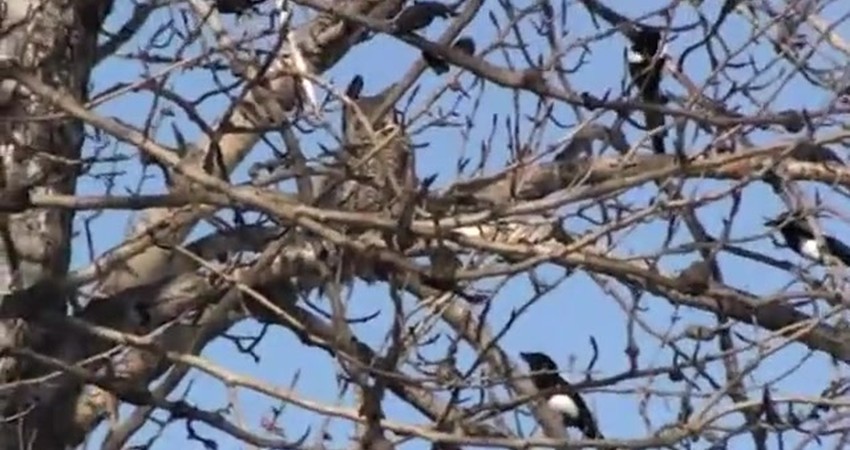 Magpie vs. Owl: A Feathered Showdown in the Wild