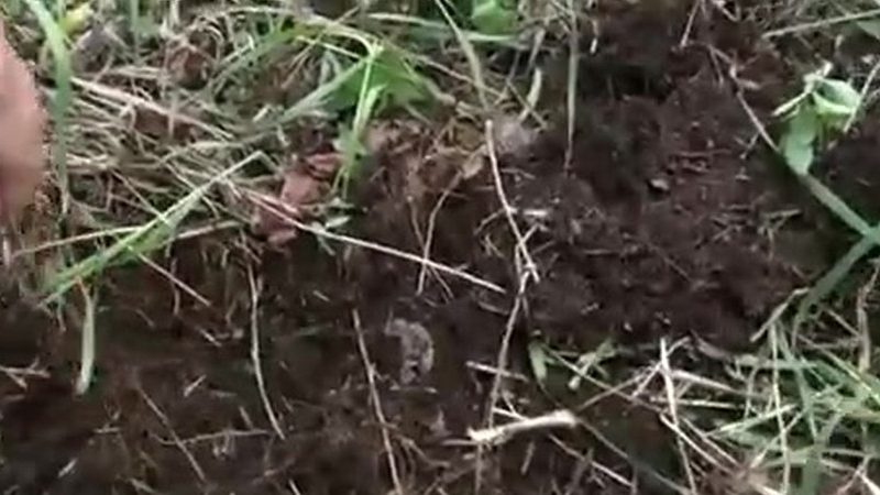 Guerrilla Gardening: Growing Food in Unexpected Spaces