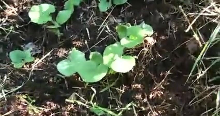 Guerrilla Farming Update: Successful Squash Growth!